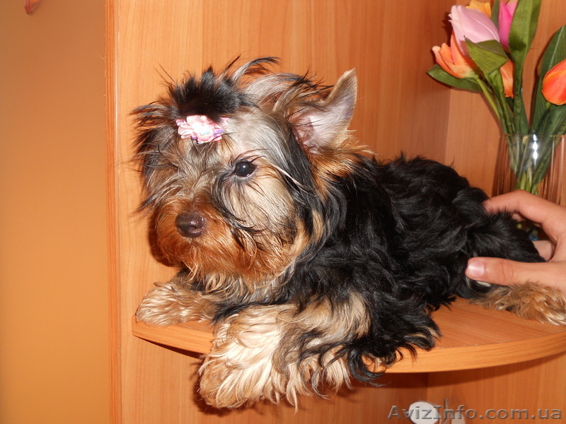 сказочной красоты детки - йоркширского терьера!!! - <ro>Изображение</ro><ru>Изображение</ru> #10, <ru>Объявление</ru> #875638
