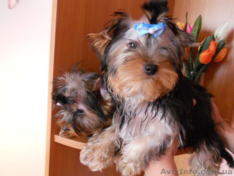 Милые детки йоркширского терьера - <ro>Изображение</ro><ru>Изображение</ru> #10, <ru>Объявление</ru> #859191