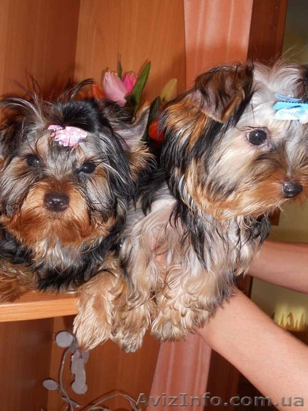 Милые детки йоркширского терьера - <ro>Изображение</ro><ru>Изображение</ru> #3, <ru>Объявление</ru> #859191