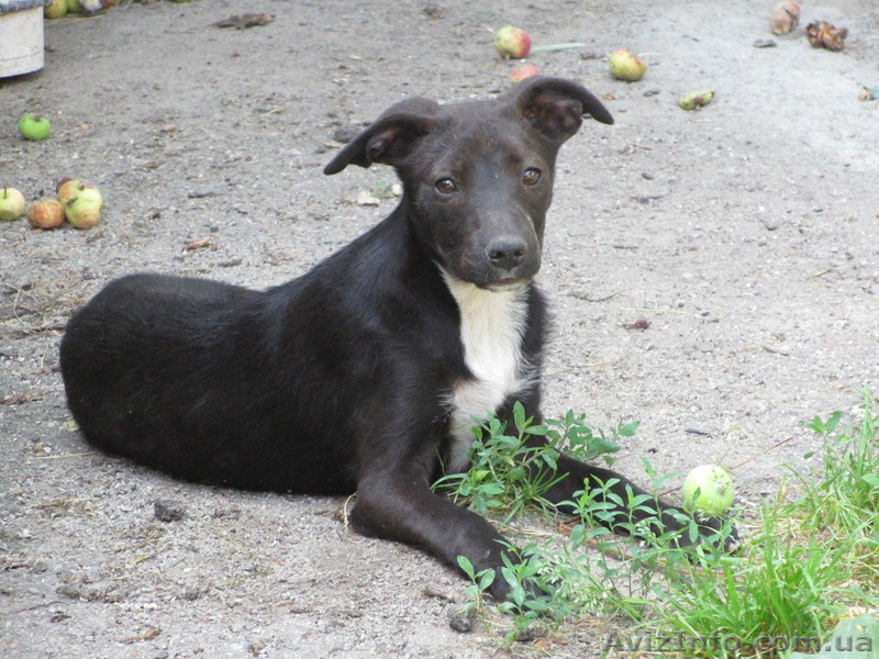 Отдам собачку. Кировоград. тел: 0667164554  - <ro>Изображение</ro><ru>Изображение</ru> #1, <ru>Объявление</ru> #919307