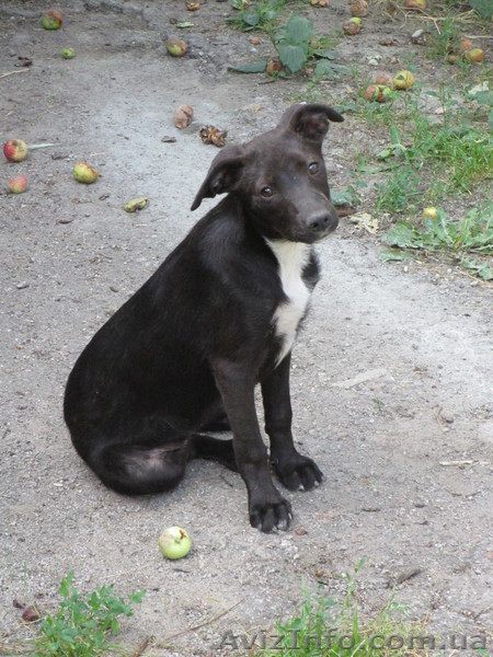 Отдам собачку. Кировоград. тел: 0667164554  - <ro>Изображение</ro><ru>Изображение</ru> #2, <ru>Объявление</ru> #919307