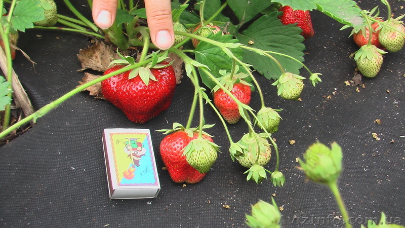 КЛУБНИКА, САДОВАЯ ЗЕМЛЯНИКА, саженцы. - <ro>Изображение</ro><ru>Изображение</ru> #2, <ru>Объявление</ru> #914302