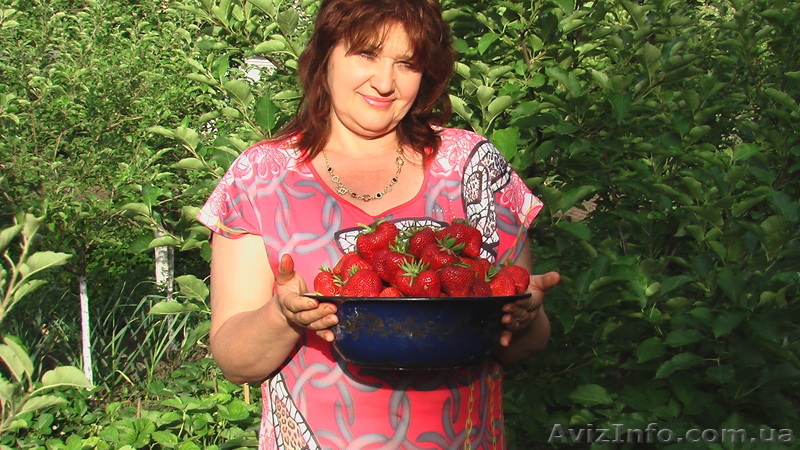 КЛУБНИКА, САДОВАЯ ЗЕМЛЯНИКА, саженцы. - <ro>Изображение</ro><ru>Изображение</ru> #1, <ru>Объявление</ru> #914302