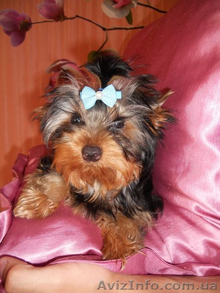 сказочной красоты детки - йоркширского терьера!!! - <ro>Изображение</ro><ru>Изображение</ru> #8, <ru>Объявление</ru> #875638