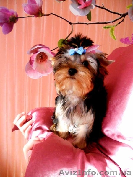 прелестные детки -щеночки йорка - <ro>Изображение</ro><ru>Изображение</ru> #9, <ru>Объявление</ru> #866791