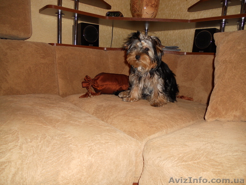 прелестные детки -щеночки йорка - <ro>Изображение</ro><ru>Изображение</ru> #10, <ru>Объявление</ru> #866791