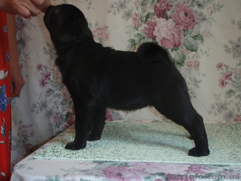 Щенки мопса с выставочными данными. От чемпионов. - <ro>Изображение</ro><ru>Изображение</ru> #2, <ru>Объявление</ru> #895409