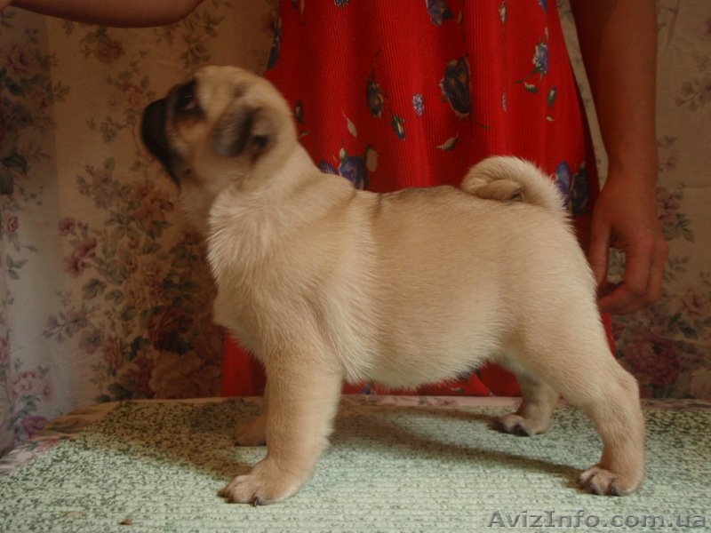 Щенки мопса с выставочными данными. От чемпионов. - <ro>Изображение</ro><ru>Изображение</ru> #3, <ru>Объявление</ru> #895409