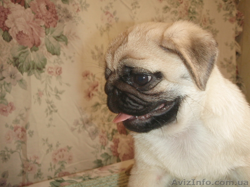 Щенки мопса с выставочными данными. От чемпионов. - <ro>Изображение</ro><ru>Изображение</ru> #5, <ru>Объявление</ru> #895409