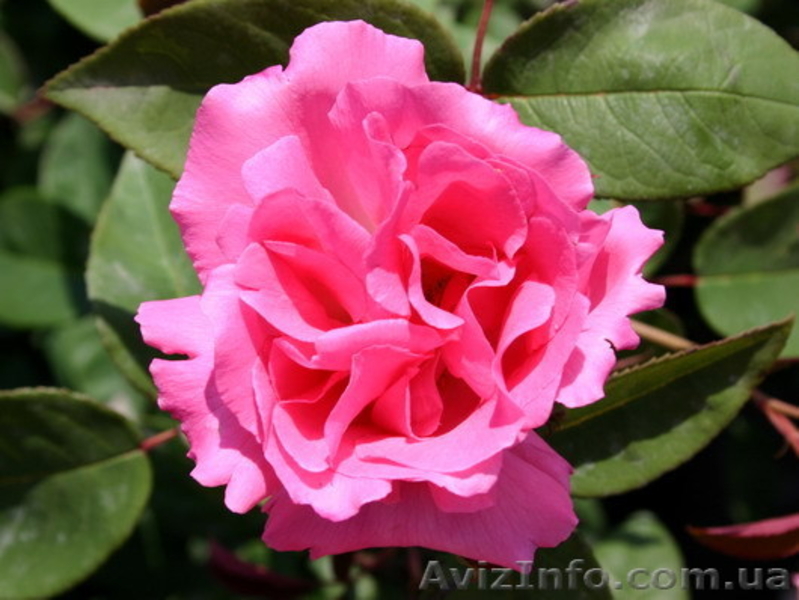 Саженцы роз для Вашего сада! - <ro>Изображение</ro><ru>Изображение</ru> #1, <ru>Объявление</ru> #935557