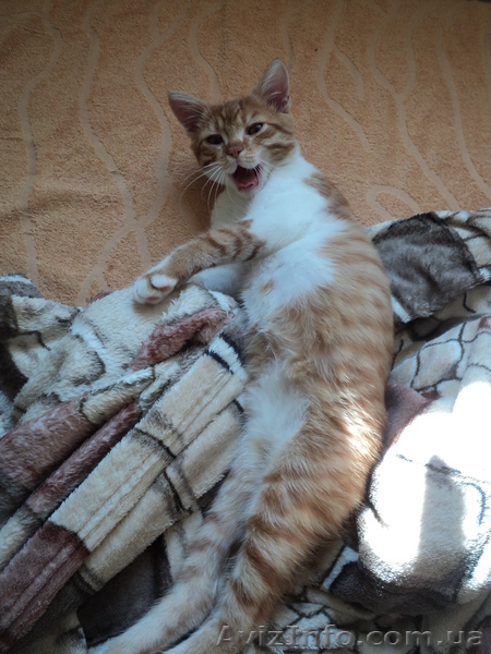 отдам в дар котят , только в добрые руки - <ro>Изображение</ro><ru>Изображение</ru> #1, <ru>Объявление</ru> #951475