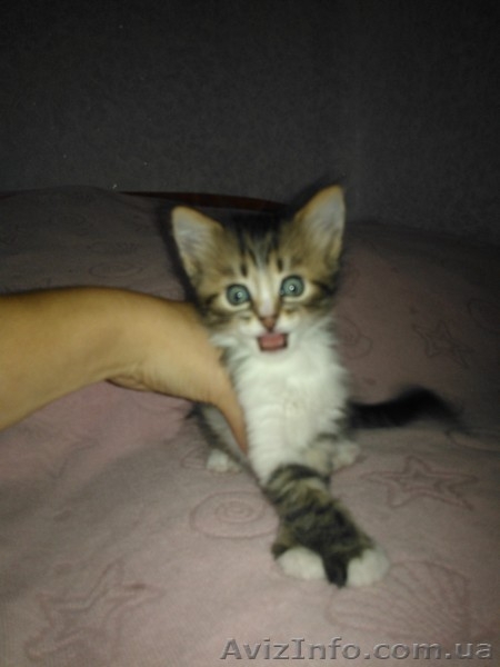 Кузьма и Василий - <ro>Изображение</ro><ru>Изображение</ru> #1, <ru>Объявление</ru> #946636