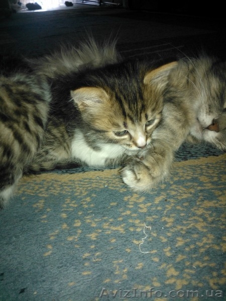 Кузьма и Василий - <ro>Изображение</ro><ru>Изображение</ru> #3, <ru>Объявление</ru> #946636