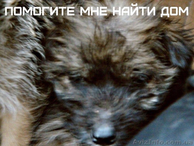 Отдам щенков в добрые руки - <ro>Изображение</ro><ru>Изображение</ru> #3, <ru>Объявление</ru> #955128