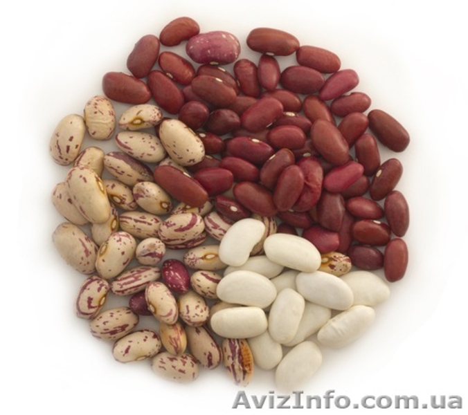 закупаем Грецкий Орех,фасоль,семена тыквы - <ro>Изображение</ro><ru>Изображение</ru> #1, <ru>Объявление</ru> #962372