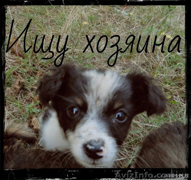 Отдам щенков в добрые руки - <ro>Изображение</ro><ru>Изображение</ru> #1, <ru>Объявление</ru> #955128