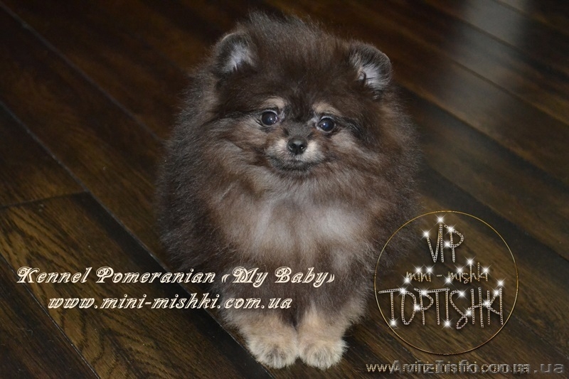 VIP Щеночки карликового померанского шпица высокого качества Тип-Мишки! - <ro>Изображение</ro><ru>Изображение</ru> #6, <ru>Объявление</ru> #955000
