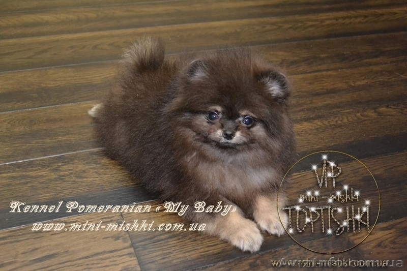 VIP Щеночки карликового померанского шпица высокого качества Тип-Мишки! - <ro>Изображение</ro><ru>Изображение</ru> #5, <ru>Объявление</ru> #955000