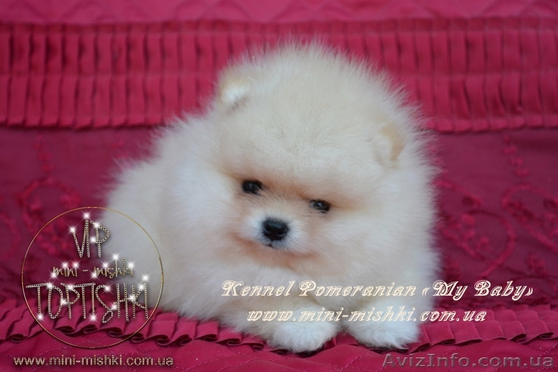 VIP Щеночки карликового померанского шпица высокого качества Тип-Мишки! - <ro>Изображение</ro><ru>Изображение</ru> #2, <ru>Объявление</ru> #955000
