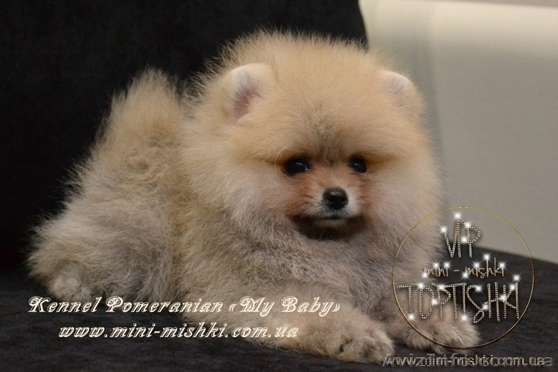 VIP Щеночки карликового померанского шпица высокого качества Тип-Мишки! - <ro>Изображение</ro><ru>Изображение</ru> #4, <ru>Объявление</ru> #955000