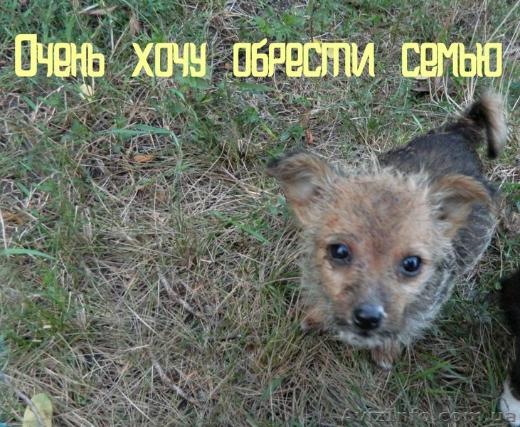 Отдам щенков в добрые руки - <ro>Изображение</ro><ru>Изображение</ru> #2, <ru>Объявление</ru> #955128