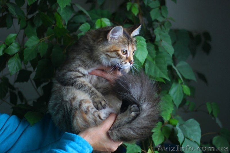Отдам кошечку в добрые руки - <ro>Изображение</ro><ru>Изображение</ru> #1, <ru>Объявление</ru> #955132