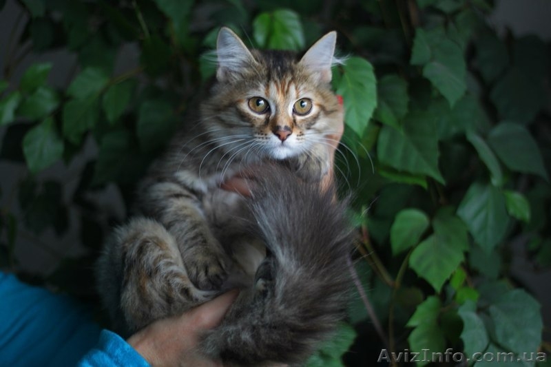 Отдам кошечку в добрые руки - <ro>Изображение</ro><ru>Изображение</ru> #2, <ru>Объявление</ru> #955132