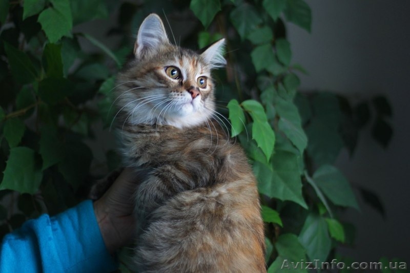 Отдам кошечку в добрые руки - <ro>Изображение</ro><ru>Изображение</ru> #3, <ru>Объявление</ru> #955132