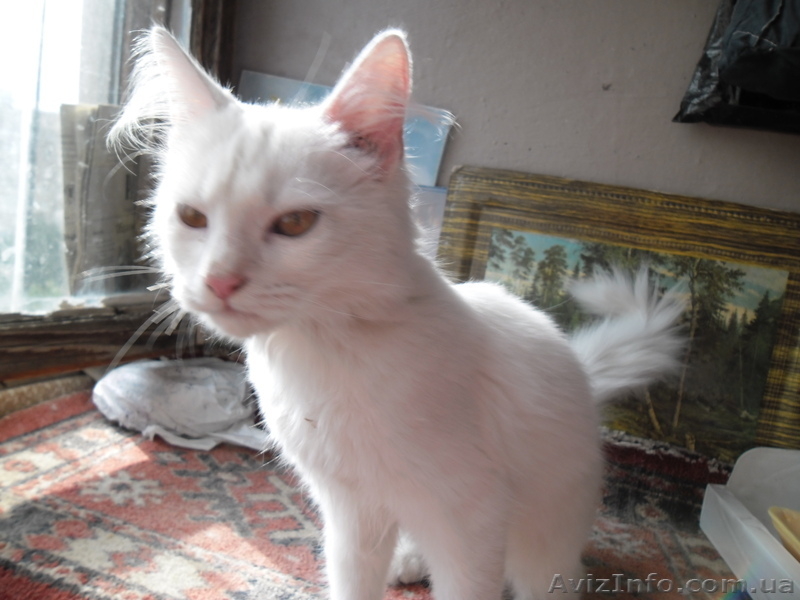 отдам котенка  бесплатно - <ro>Изображение</ro><ru>Изображение</ru> #1, <ru>Объявление</ru> #956838