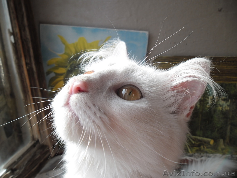 отдам котенка  в хорошие руки - <ro>Изображение</ro><ru>Изображение</ru> #4, <ru>Объявление</ru> #956837