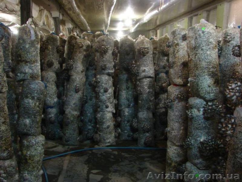 продам мицелий вешенки . консультации Кировоград - <ro>Изображение</ro><ru>Изображение</ru> #4, <ru>Объявление</ru> #775254