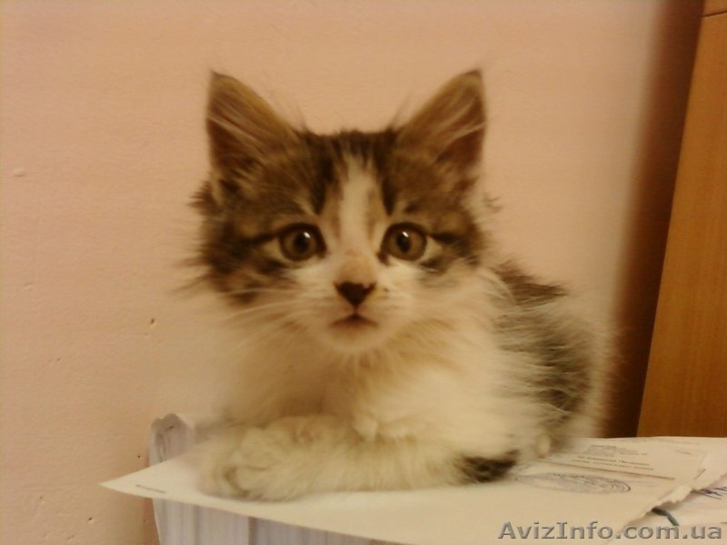 Маленькое чудо ищет любящих заботливых хозяев!! - <ro>Изображение</ro><ru>Изображение</ru> #2, <ru>Объявление</ru> #981126