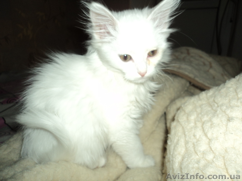 Котенок ангорской кошки в хорошие руки - <ro>Изображение</ro><ru>Изображение</ru> #1, <ru>Объявление</ru> #971199