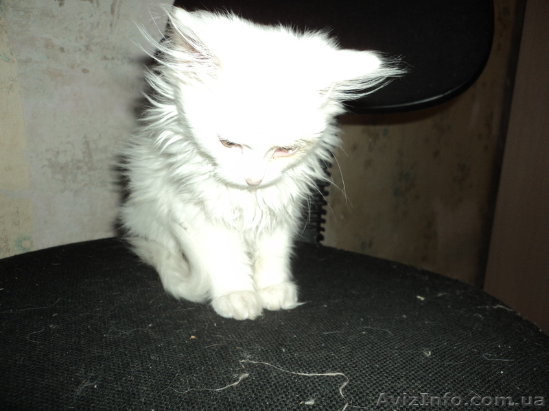 Котенок ангорской кошки в хорошие руки - <ro>Изображение</ro><ru>Изображение</ru> #2, <ru>Объявление</ru> #971199