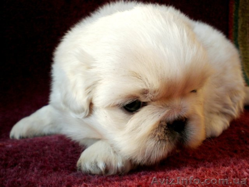 Супер щенки пекинеса!!! - <ro>Изображение</ro><ru>Изображение</ru> #1, <ru>Объявление</ru> #1010679
