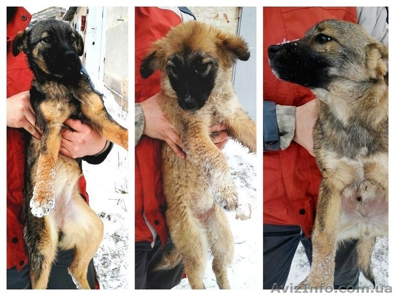 Два мальчика и девочка ищут семью!!!  - <ro>Изображение</ro><ru>Изображение</ru> #1, <ru>Объявление</ru> #1030080