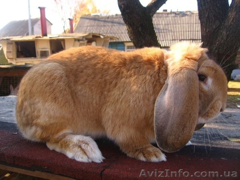 Кролики. Разведение и продажа. - <ro>Изображение</ro><ru>Изображение</ru> #4, <ru>Объявление</ru> #577859