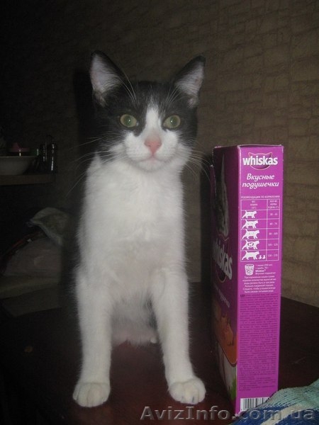 Котенок-девочка ищет заботливых хозяев!    - <ro>Изображение</ro><ru>Изображение</ru> #1, <ru>Объявление</ru> #1022407