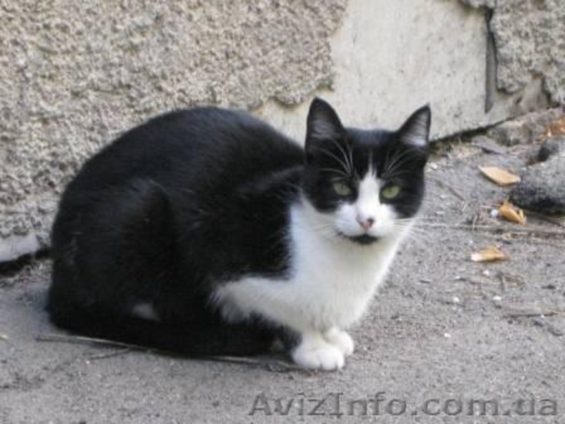 Молоденькая кошечка мечтает о доме.  - <ro>Изображение</ro><ru>Изображение</ru> #1, <ru>Объявление</ru> #1023016