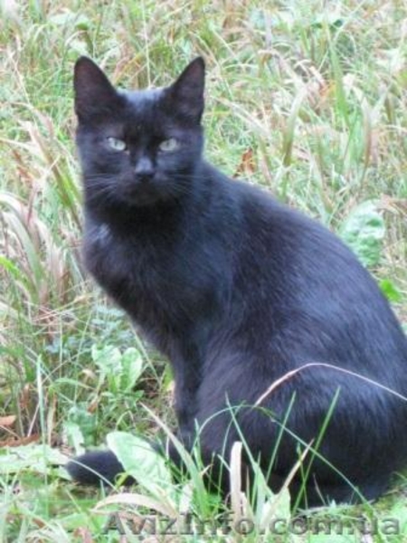 Молодая кошечка мечтает о семье!!!  - <ro>Изображение</ro><ru>Изображение</ru> #1, <ru>Объявление</ru> #1023023