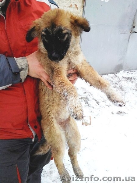 Два мальчика и девочка ищут семью!!!  - <ro>Изображение</ro><ru>Изображение</ru> #2, <ru>Объявление</ru> #1030080