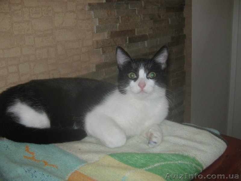 Котенок-девочка ищет заботливых хозяев!    - <ro>Изображение</ro><ru>Изображение</ru> #2, <ru>Объявление</ru> #1022407