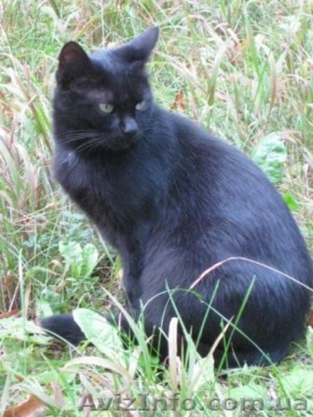 Молодая кошечка мечтает о семье!!!  - <ro>Изображение</ro><ru>Изображение</ru> #2, <ru>Объявление</ru> #1023023