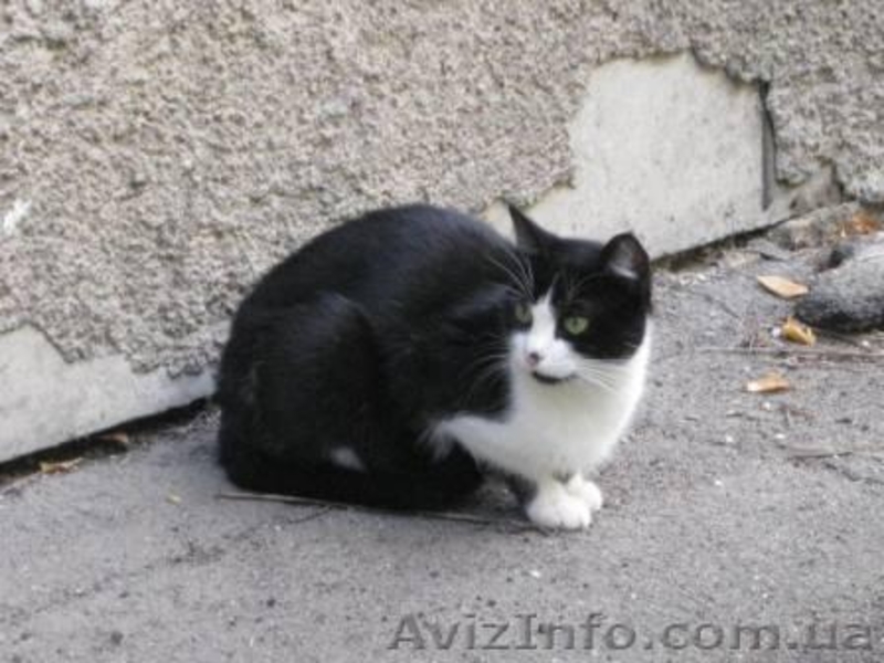 Молоденькая кошечка мечтает о доме.  - <ro>Изображение</ro><ru>Изображение</ru> #3, <ru>Объявление</ru> #1023016