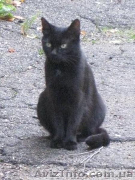 Молодая кошечка мечтает о семье!!!  - <ro>Изображение</ro><ru>Изображение</ru> #3, <ru>Объявление</ru> #1023023