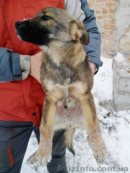 Два мальчика и девочка ищут семью!!!  - <ro>Изображение</ro><ru>Изображение</ru> #4, <ru>Объявление</ru> #1030080