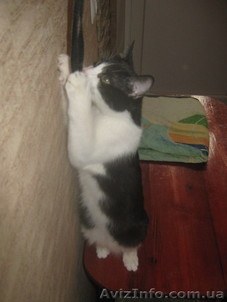 Котенок-девочка ищет заботливых хозяев!    - <ro>Изображение</ro><ru>Изображение</ru> #4, <ru>Объявление</ru> #1022407