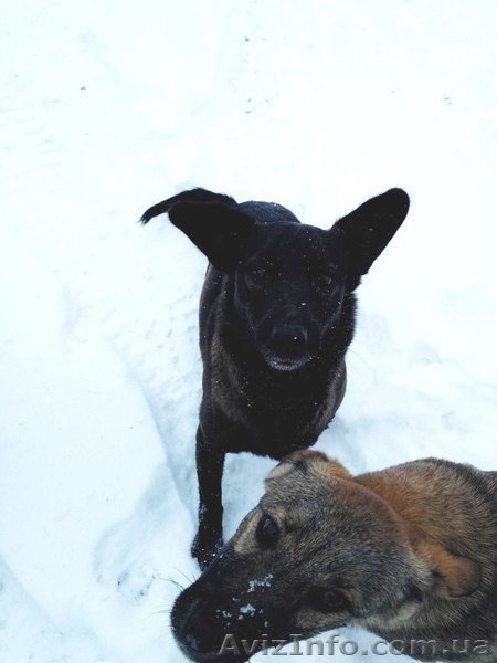 Два мальчика и девочка ищут семью!!!  - <ro>Изображение</ro><ru>Изображение</ru> #5, <ru>Объявление</ru> #1030080