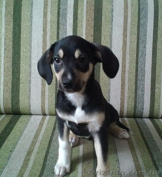 Мальчик и две девочки ждут Вас!!!  - <ro>Изображение</ro><ru>Изображение</ru> #4, <ru>Объявление</ru> #1029638