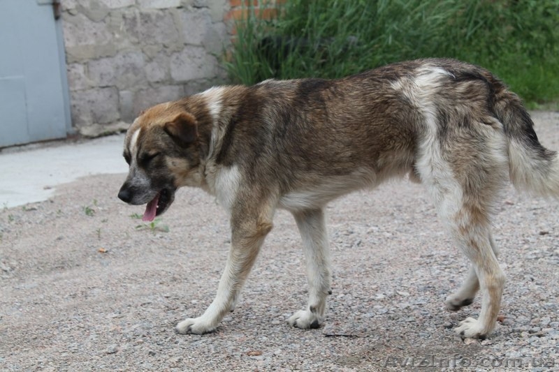 Два мальчика и девочка ищут семью!!!  - <ro>Изображение</ro><ru>Изображение</ru> #6, <ru>Объявление</ru> #1030080